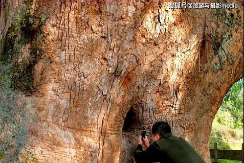 陕西某景区突发奇观，大量虫子涌入游客脖颈，游客惊慌失措！